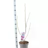Magnolija - Magnolia BLACK TULIP