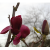 Magnolija - Magnolia BLACK TULIP