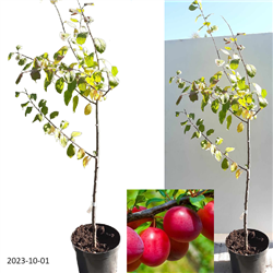 Naminė slyva - Prunus domestica ALEKSONA