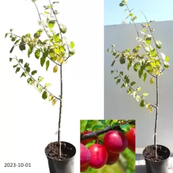 Plum - Prunus domestica ALEKSONA
