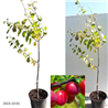 Plum - Prunus domestica ALEKSONA