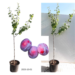 Plum - Prunus domestica AVE