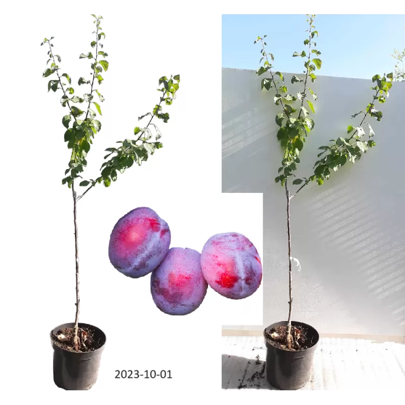 Plum - Prunus domestica AVE