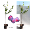 Naminė slyva - Prunus domestica AVE