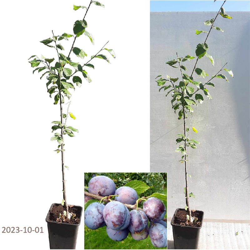 Plum - Prunus domestica  BLUEFRE