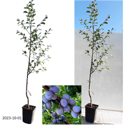 Plum - Prunus domestica BUHLER
