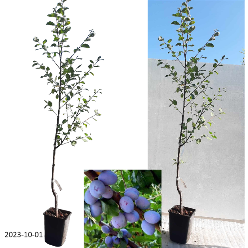 Naminė slyva - Prunus domestica BUHLER