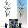 Naminė slyva - Prunus domestica BUHLER