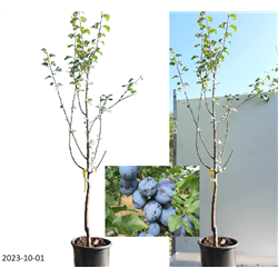 Naminė slyva - Prunus domestica CACANSKA LEPOTICA