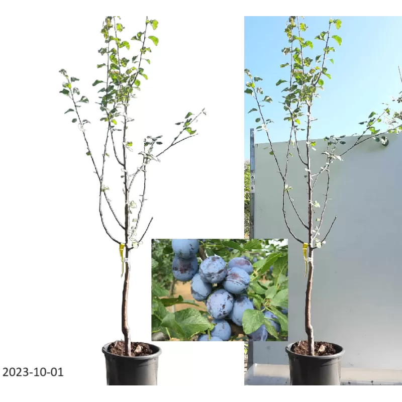 Naminė slyva - Prunus domestica CACANSKA LEPOTICA