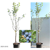 Naminė slyva - Prunus domestica CACANSKA LEPOTICA
