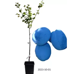 Naminė slyva - Prunus domestica CACANSKA NAJBOLJA (ČAČANKA)