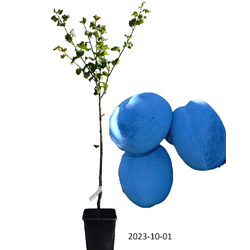 Plum - Prunus domestica  CACANSKA NAJBOLJA (ČAČANKA)