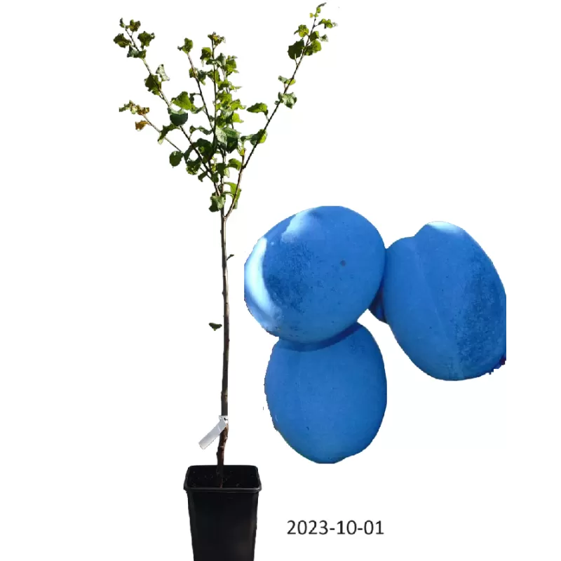 Naminė slyva - Prunus domestica CACANSKA NAJBOLJA (ČAČANKA)