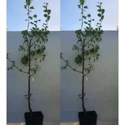 Naminė slyva - Prunus domestica DOBROVICKA