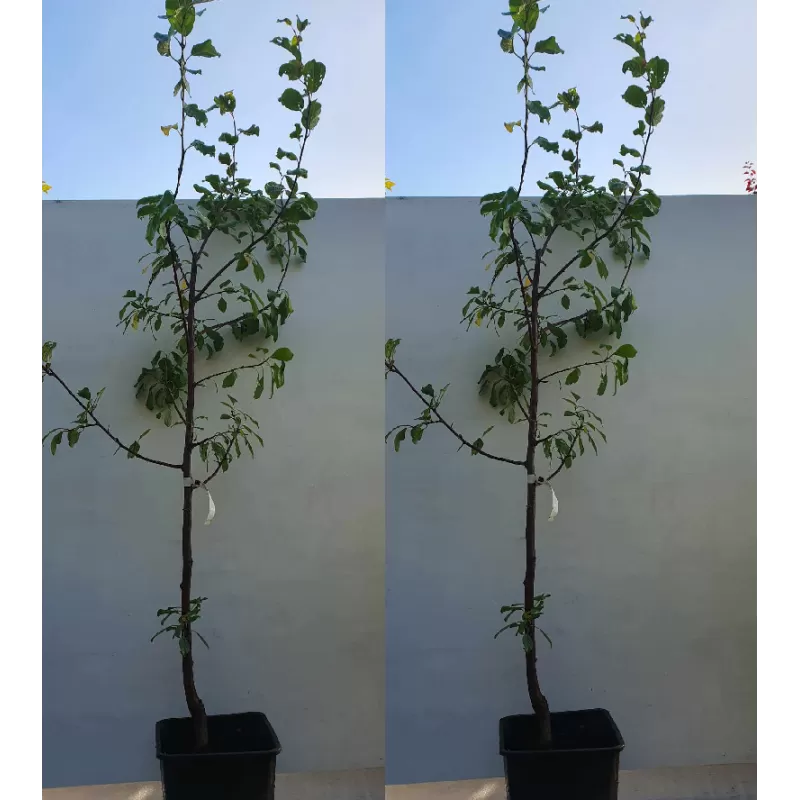 Naminė slyva - Prunus domestica DOBROVICKA