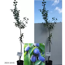 Plum - Prunus domestica DOBROVICKA