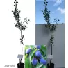 Plum - Prunus domestica DOBROVICKA