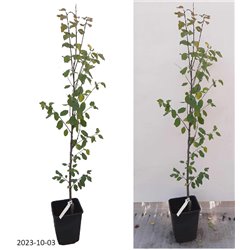 Naminė slyva - Prunus domestica KALIPSO / CALYPSO