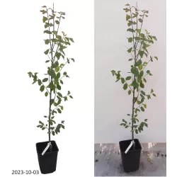 Naminė slyva - Prunus domestica KALIPSO / CALYPSO