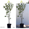 Plum Duo - Prunus domestica HUNGARIAN + STANLEY
