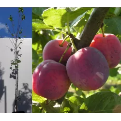 Naminė slyva - Prunus domestica EDINBURGINĖ