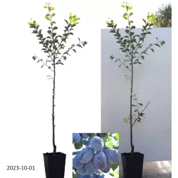 Plum - Prunus domestica FRUCA