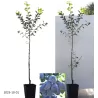 Plum - Prunus domestica FRUCA