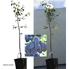 Plum - Prunus domestica FRUCA