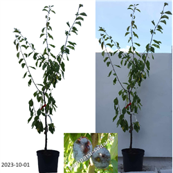 Plum - Prunus domestica GYNE