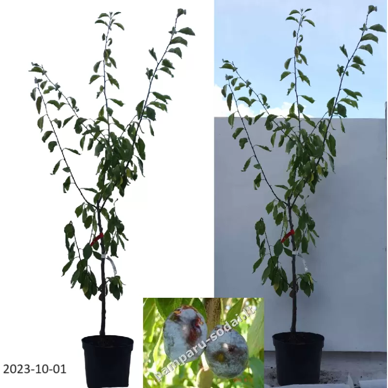 Plum - Prunus domestica GYNE