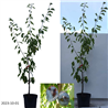 Naminė slyva - Prunus domestica GYNĖ