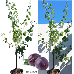 Plum - Prunus domestica HERMAN