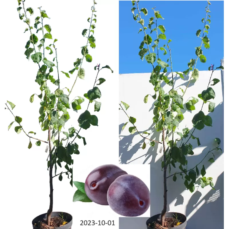 Plum - Prunus domestica HERMAN