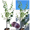 Naminė slyva - Prunus domestica HERMAN