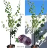 Naminė slyva - Prunus domestica HERMAN