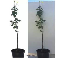 Naminė slyva - Prunus domestica HERMAN