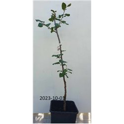 Plum - Prunus domestica IMPERIAL