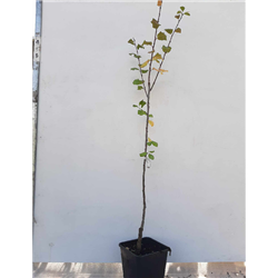 Plum - Prunus domestica IMPERIAL