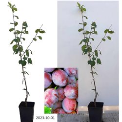 Naminė slyva - Prunus domestica JUBILEUM