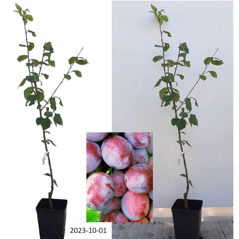 Plum - Prunus domestica JUBILEUM