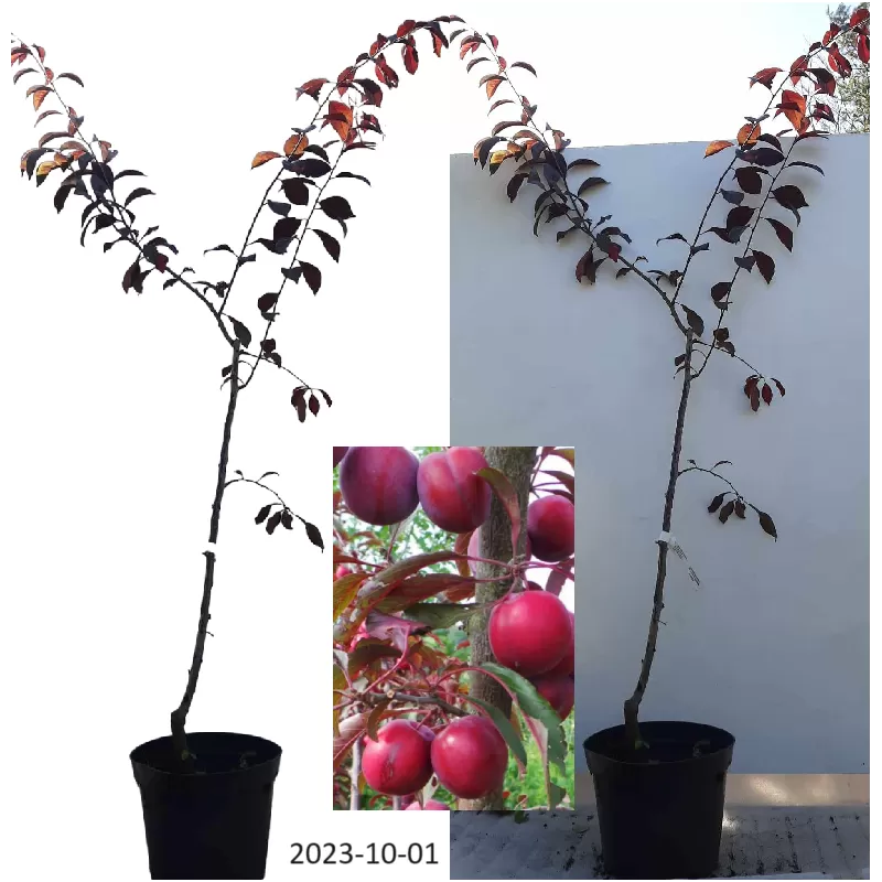 Naminė slyva - Prunus domestica LAMA