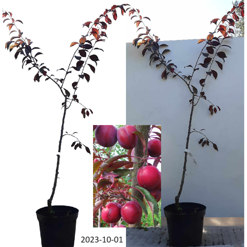 Plum - Prunus domestica LAMA