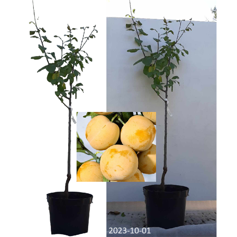 Slyva - Prunus domestica ONTARIO
