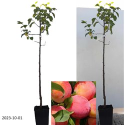 Naminė slyva - Prunus domestica PERSIKINĖ