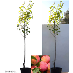 Plum - Prunus domestica PERSIKINE/ PEACHY