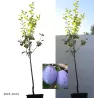 Plum - Prunus domestica PRESIDENT