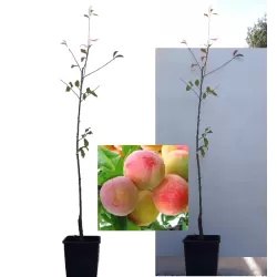Naminė slyva - Prunus domestica SKOROPLODNAJA