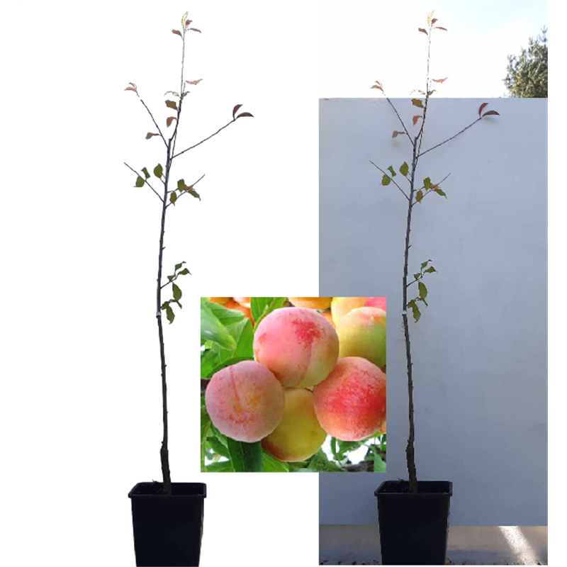 Naminė slyva - Prunus domestica SKOROPLODNAJA