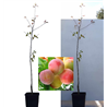 Plum - Prunus domestica SKOROPLODNAJA